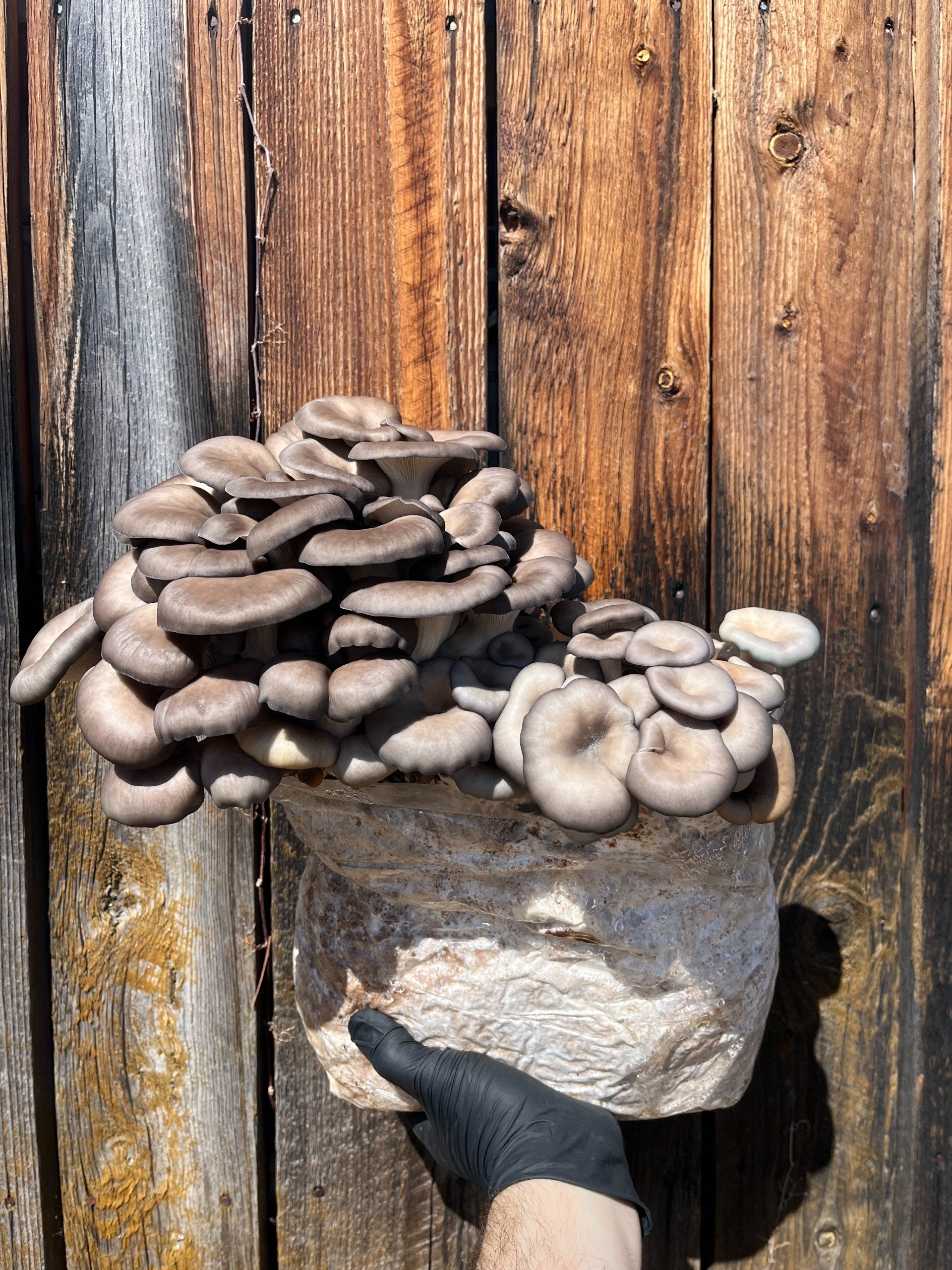 Bloc à cultiver (5kg)